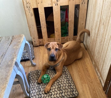 Shar Pei – sharpei and Labrador mix