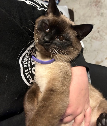 male cat