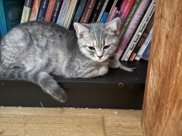 British Shorthair – British Kurzhaar (BKH) Kitten suchen ein liebevolles Zuhause – Schopfheim