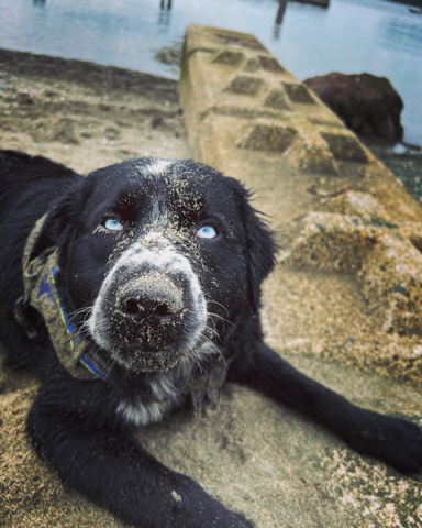 Border Collie – border collie/lab to rehoms