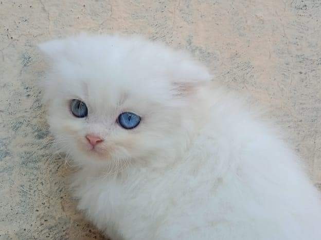 Persian (Traditional) – pure Persian kittens for sale. 2 white males