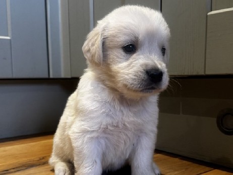 Golden Retriever – Golden Retriever 3 boys 2 girls available – Singapore