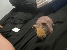 naked guinea pig – Gastonia