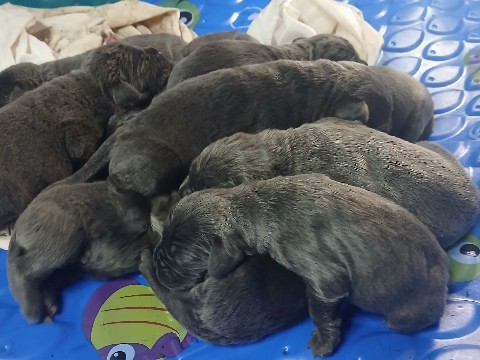 Cane Corso – cane corso – Flagler Beach