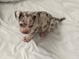 American Pit Bull Terrier – KC Registered American Pit Bull Terrier Puppy – 8 Weeks Old – Fairfield