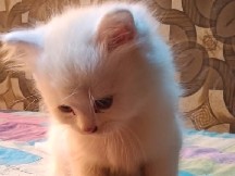 Persian (Traditional) – persion kitten white