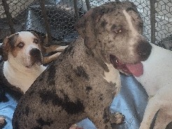 Cryptic Tri-Merle XL Bully Pups – Snellville