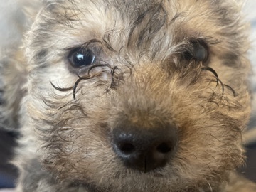 Puppy - Terrier & Chihuahua Mix – San Tan Valley