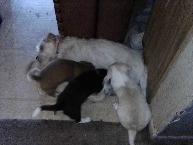 Jack Russell Terrier – Jack Chi's if u plz