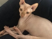 Sphynx – Sphynx – Oldsmar