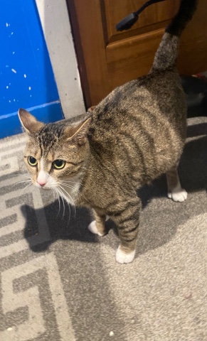 female cat