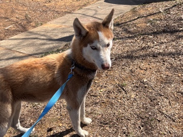Siberian Husky – Babies for Sell!!!! – Lowell