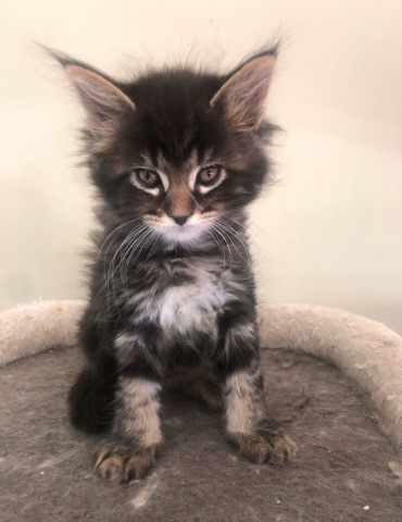 Maine Coon – Maine **** kittens