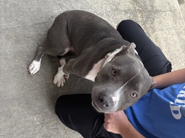 American Pit Bull Terrier – Female Pit – Port Allen