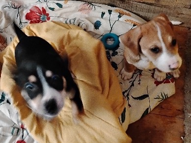 Beagle – beagle mixed – New Tazewell