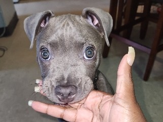 Cane Corso – cane corso/pitbull puppy for sale (Brooklyn NY) – Brooklyn