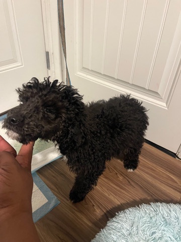 Poodle – Poodle Puppy