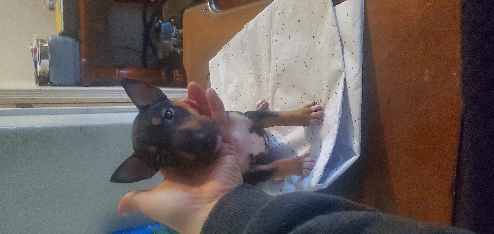 Bull Terrier (Miniature) – miniature bull terrier pups