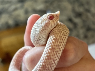 Rehoming my 4 Year Old Snow Western Hognose – Centralia