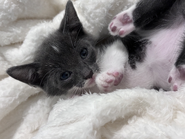 Russian Blue – Cute Kittens – Houston