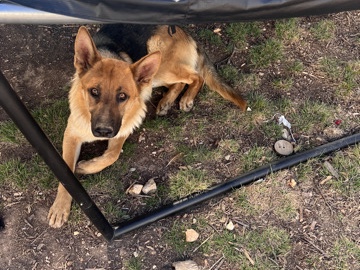 German Shepherd – German Shepherd – Rueter