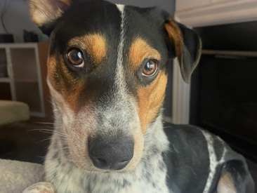 Australian Cattle Dog – Happy Dog Looking for a New Home – Sugar Hill