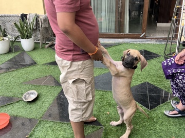 Great Dane – I’m moving out of country for work – Greater Noida