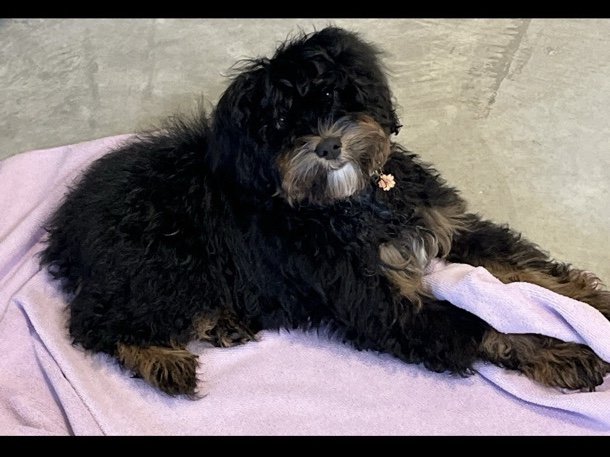Bernese Mountain Dog – rehome for mini Bernedoodle – Hollister