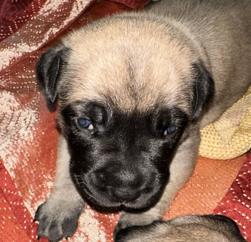 Boerboel – Puppy