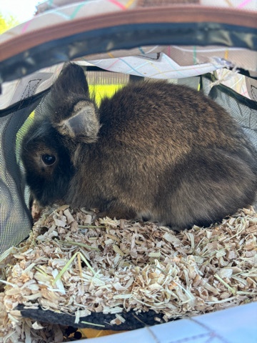 Lionhead – Lionhead Rabbit