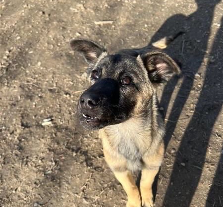 Hannah looking for a home