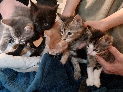 5 kittens – Kansas City