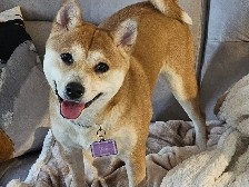 Shiba Inu – 2 Shiba Inus – West Bloomfield Township
