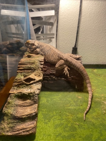 dragon lizard