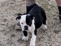Bulldog – English bulldog designer puppies