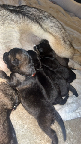 German Shepherd – GSD Pups