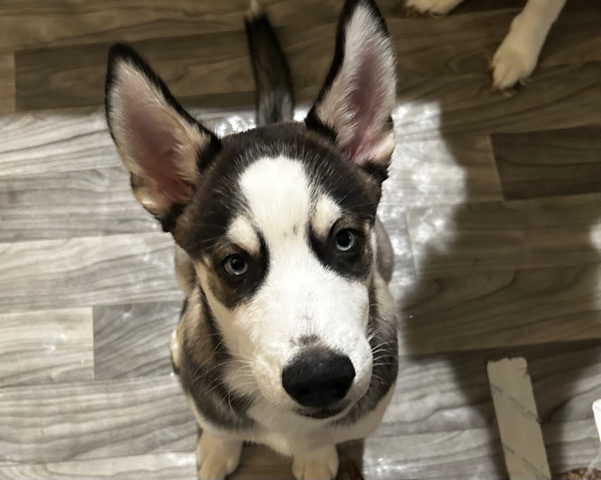Siberian Husky – Xavi