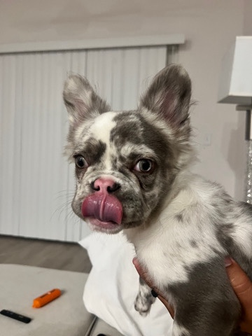 French Bulldog – riot