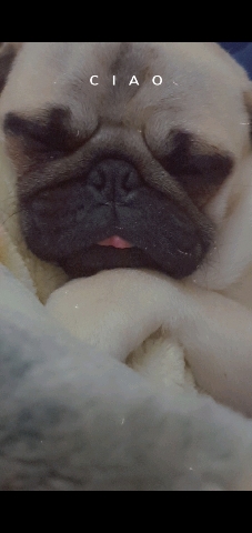 Pug – cute pug for sale