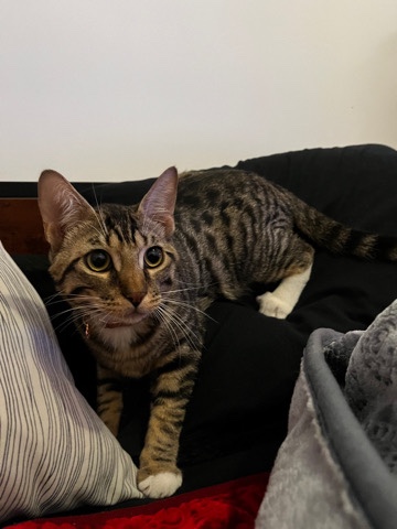 Bengal – Bengal kitty
