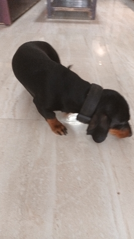 Dachshund – sell my dogs 1 years old