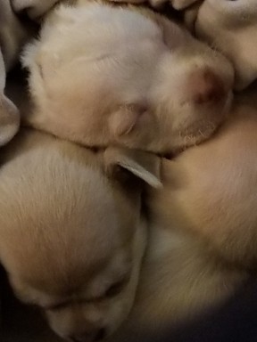 Chihuahua – Puppies