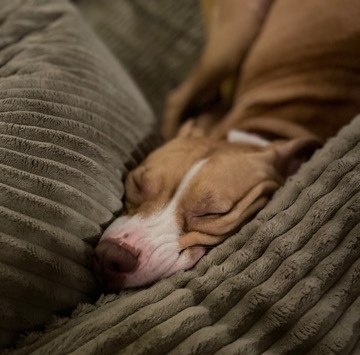 American Pit Bull Terrier – Lilith Aurora