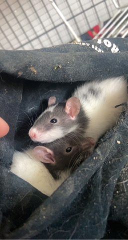 Any – Pet Rats