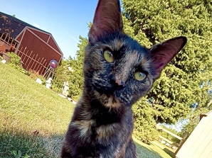 Beautiful Calico cat needing her forever home – Franklin