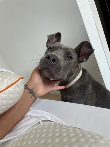 Blue Nosed Pitbull