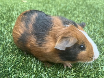 Guinea Pigs