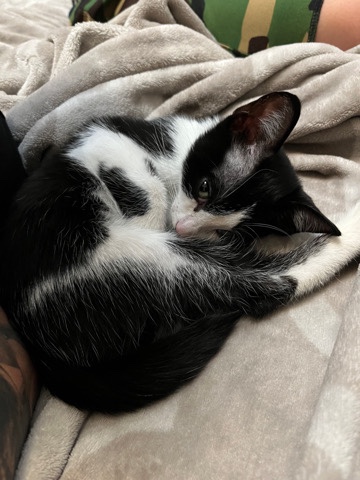 American Shorthair – Two kitties