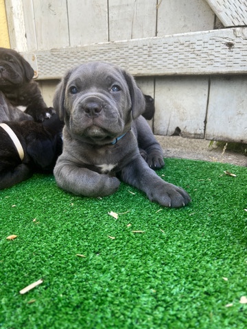 Cane Corso – looking for a forever home