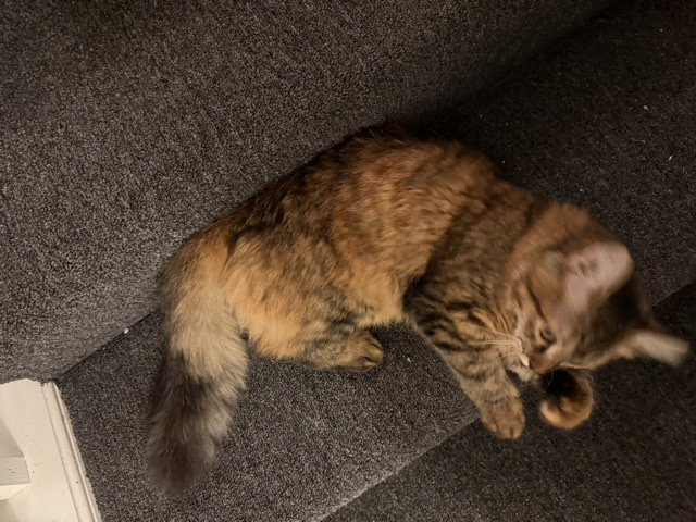 Havana Brown – friendly cat – Fairfax